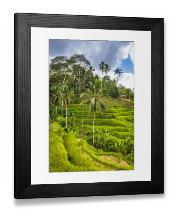 Framed Print : Rice fields at Tegallalang Rice Terrace, Bali, Indonesia