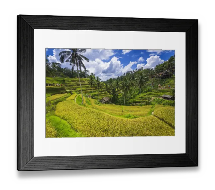 Framed Print : Rice fields at Tegallalang Rice Terrace, Bali, Indonesia Framed Print : Rice fields at Tegallalang Rice Terrace, Bali, Indonesia