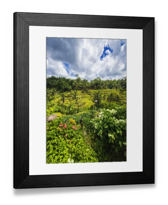 Framed Print : Rice fields at Tegallalang Rice Terrace, Bali, Indonesia