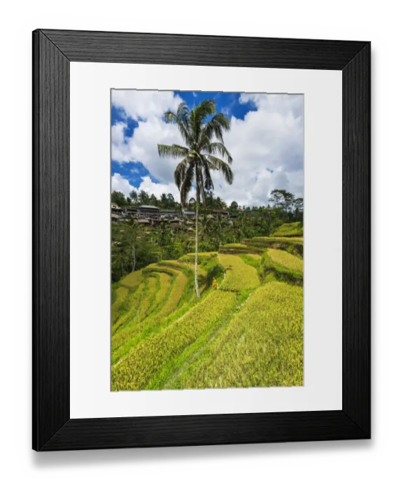 Framed Print : Rice fields at Tegallalang Rice Terrace, Bali, Indonesia Framed Print : Rice fields at Tegallalang Rice Terrace, Bali, Indonesia