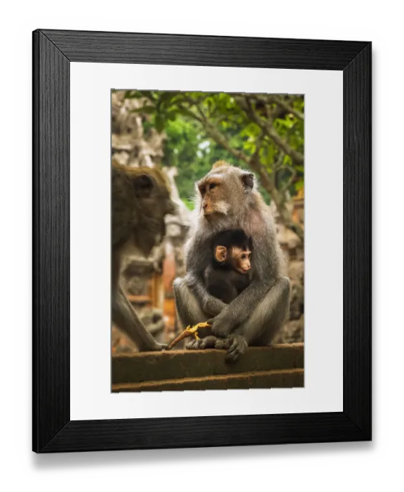 Framed Print : Balinese long-tailed Monkey (Macaca fascicularis), Sacred Monkey Forest, Ubud, Bali Framed Print : Balinese long-tailed Monkey (Macaca fascicularis), Sacred Monkey Forest, Ubud, Bali