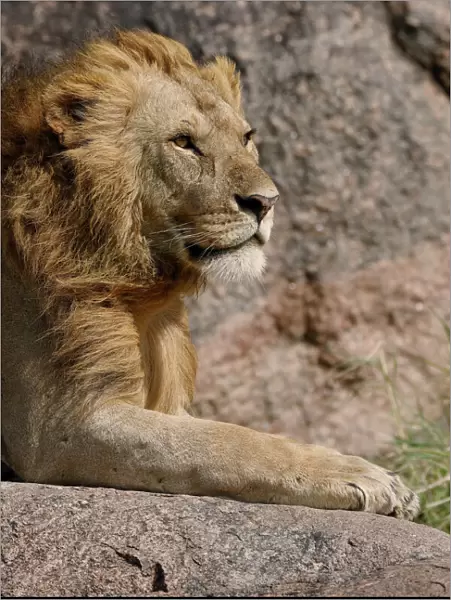 Adult male lions resting on rocky outcropping, Serengeti National Park, Tanzania, Africa