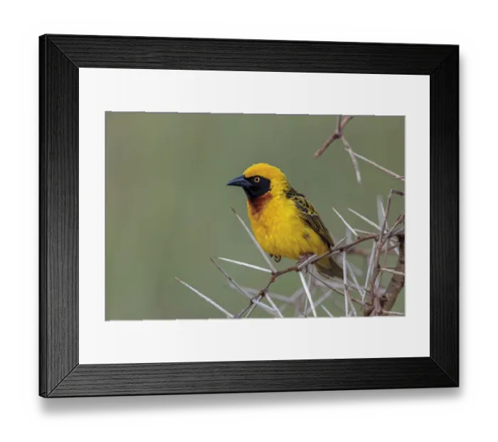 Framed Print : Africa, Masked weaver, Ngorongoro Crater, Tanzania