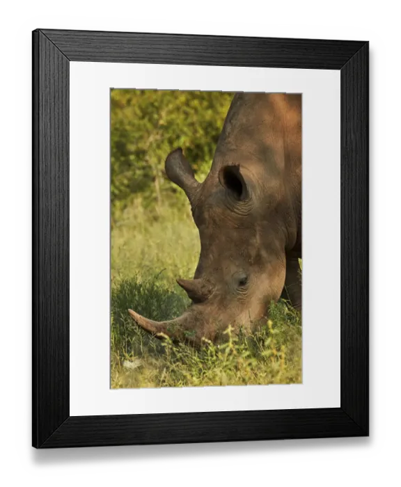 Framed Print : Southern white rhinoceros (Ceratotherium simum simum), Kruger National Park, South Africa