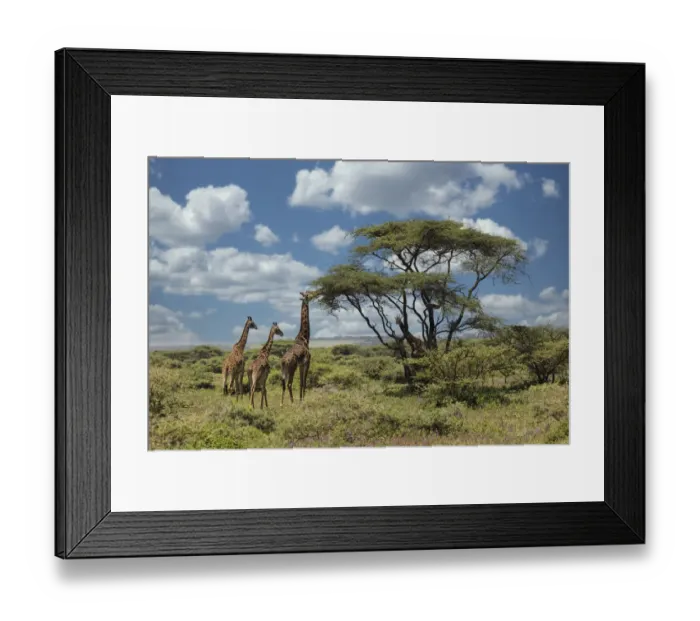 Framed Print : Masai giraffe, Ngorongoro Conservation Area, World Heritage Site, Tanzania, Africa Framed Print : Masai giraffe, Ngorongoro Conservation Area, World Heritage Site, Tanzania, Africa