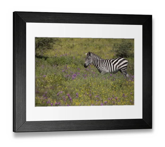 Framed Print : Purple phlox flowers and Burchells Zebra, Ngorongoro Conservation Area, Tanzania