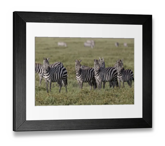 Framed Print : Burchells Zebra herd with attention on nearby lion, Serengeti National Park Framed Print : Burchells Zebra herd with attention on nearby lion, Serengeti National Park