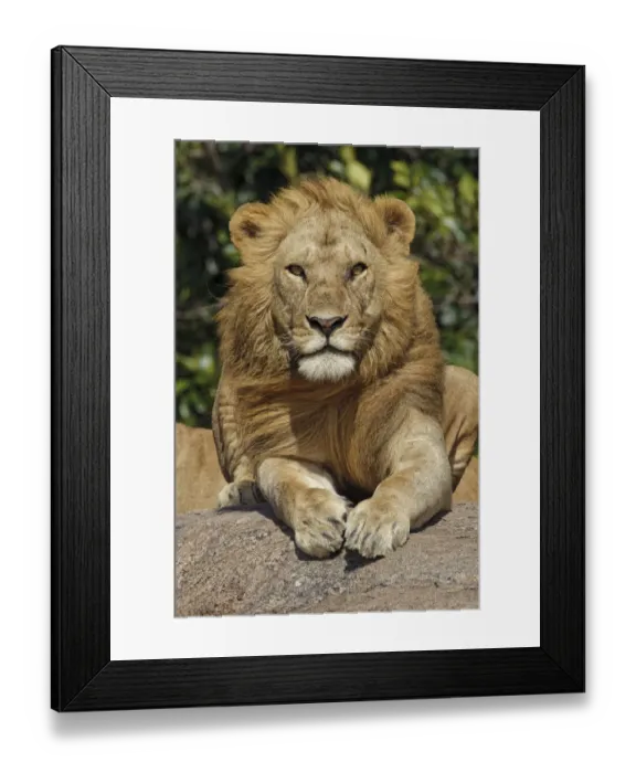 Framed Print : Adult male lions resting on rocky outcropping, Serengeti National Park, Tanzania, Africa Framed Print : Adult male lions resting on rocky outcropping, Serengeti National Park, Tanzania, Africa