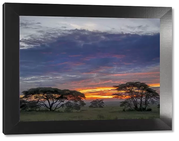 Acacia trees silhouetted at sunset, Serengeti National Park, Tanzania, Africa
