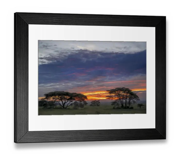 Framed Print : Acacia trees silhouetted at sunset, Serengeti National Park, Tanzania, Africa Framed Print : Acacia trees silhouetted at sunset, Serengeti National Park, Tanzania, Africa