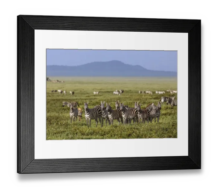 Framed Print : Large herd of Burchells Zebra, Serengeti National Park, Tanzania, Africa