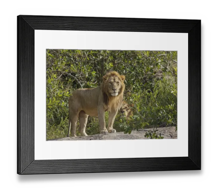 Framed Print : Adult male lions on rocky outcropping, Serengeti National Park, Tanzania, Africa Framed Print : Adult male lions on rocky outcropping, Serengeti National Park, Tanzania, Africa