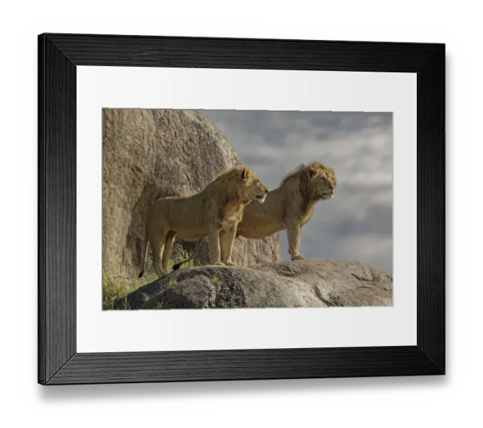 Framed Print : Adult male lions on rocky outcropping, Serengeti National Park, Tanzania, Africa Framed Print : Adult male lions on rocky outcropping, Serengeti National Park, Tanzania, Africa