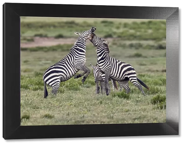 Burchells Zebra stallions fighting, Serengeti National Park, Tanzania, Africa