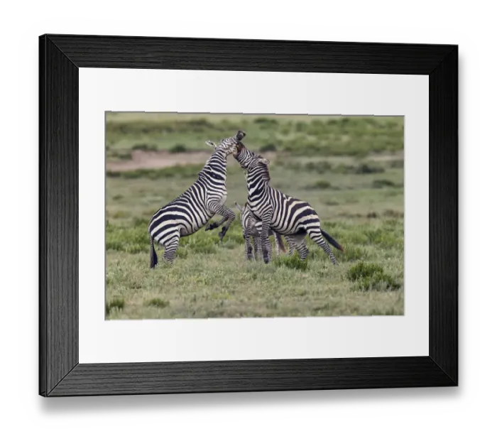 Framed Print : Burchells Zebra stallions fighting, Serengeti National Park, Tanzania, Africa Framed Print : Burchells Zebra stallions fighting, Serengeti National Park, Tanzania, Africa