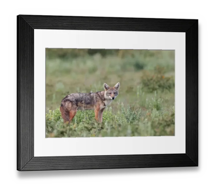 Framed Print : Golden jackal, Serengeti National Park, Tanzania, Africa Framed Print : Golden jackal, Serengeti National Park, Tanzania, Africa