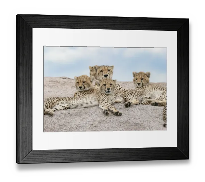 Framed Print : Female cheetah with five large cubs on kopje, Serengeti National Park, Tanzania, Africa Framed Print : Female cheetah with five large cubs on kopje, Serengeti National Park, Tanzania, Africa