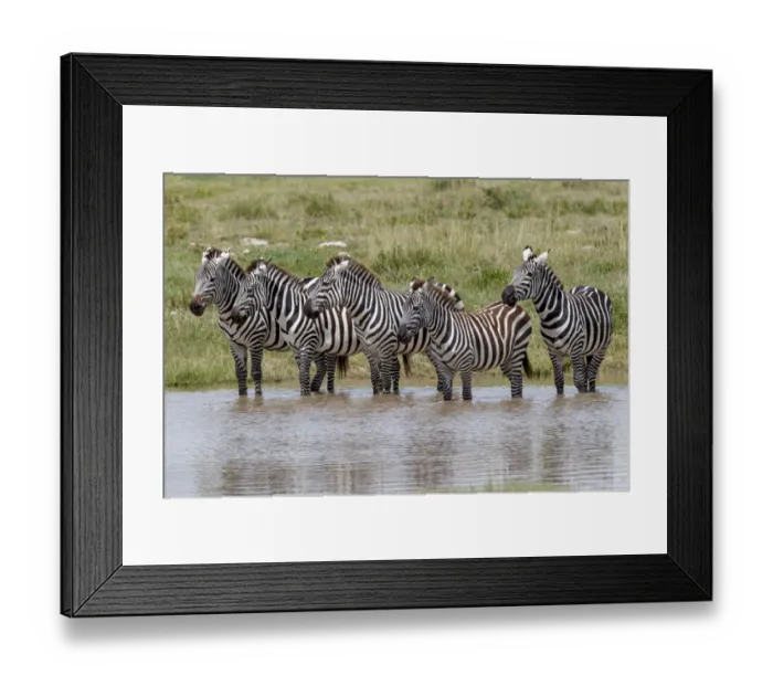 Framed Print : Burchells Zebra at watering hole, Serengeti National Park, Tanzania, Africa