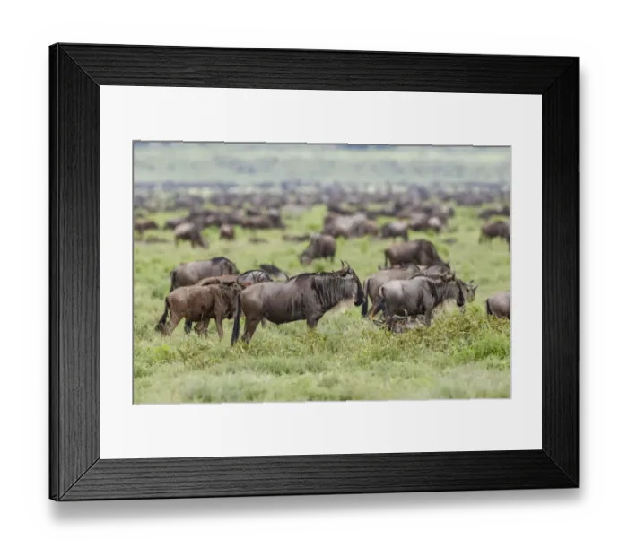 Framed Print : Wildebeest migration, Serengeti National Park, Tanzania, Africa Framed Print : Wildebeest migration, Serengeti National Park, Tanzania, Africa