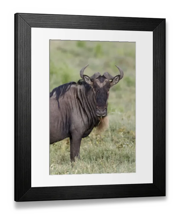 Framed Print : Wildebeest, Serengeti National Park, Tanzania, Africa Framed Print : Wildebeest, Serengeti National Park, Tanzania, Africa