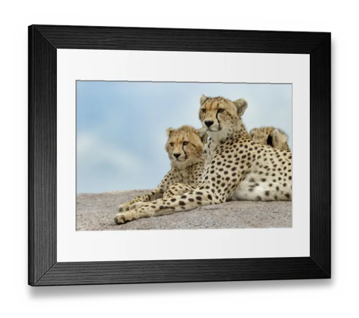 Framed Print : Female cheetah with five large cubs on kopje, Serengeti National Park, Tanzania, Africa Framed Print : Female cheetah with five large cubs on kopje, Serengeti National Park, Tanzania, Africa