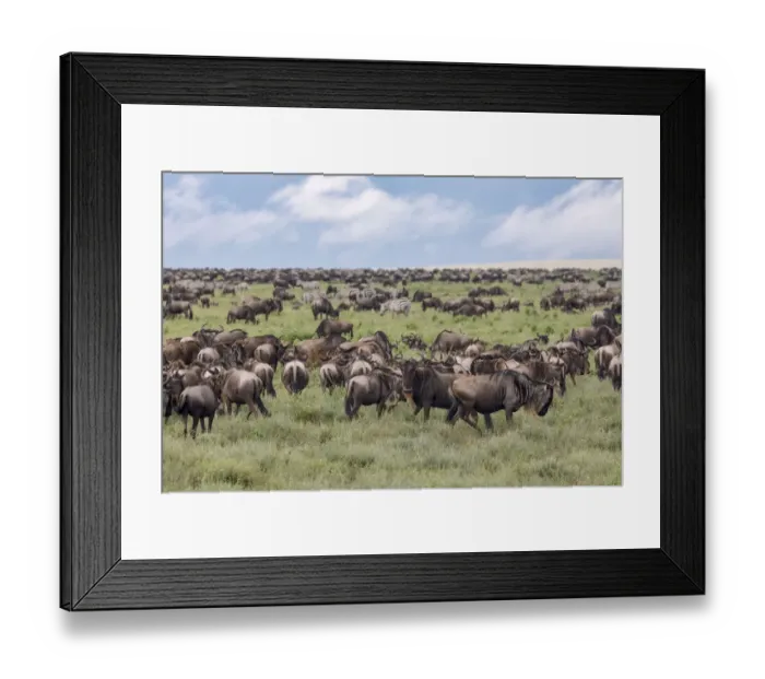 Framed Print : Wildebeest migration, Serengeti National Park, Tanzania, Africa Framed Print : Wildebeest migration, Serengeti National Park, Tanzania, Africa