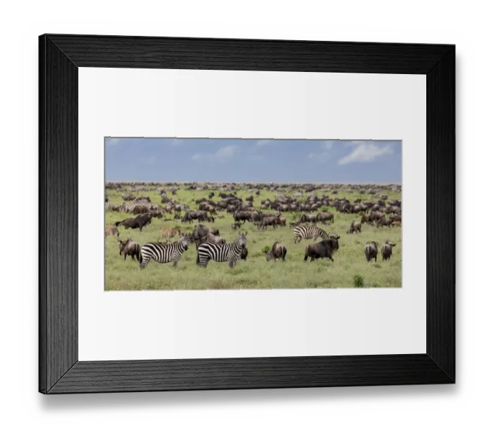 Framed Print : Mixed herd of wildebeest and zebras, Serengeti National Park, Tanzania, Africa Framed Print : Mixed herd of wildebeest and zebras, Serengeti National Park, Tanzania, Africa