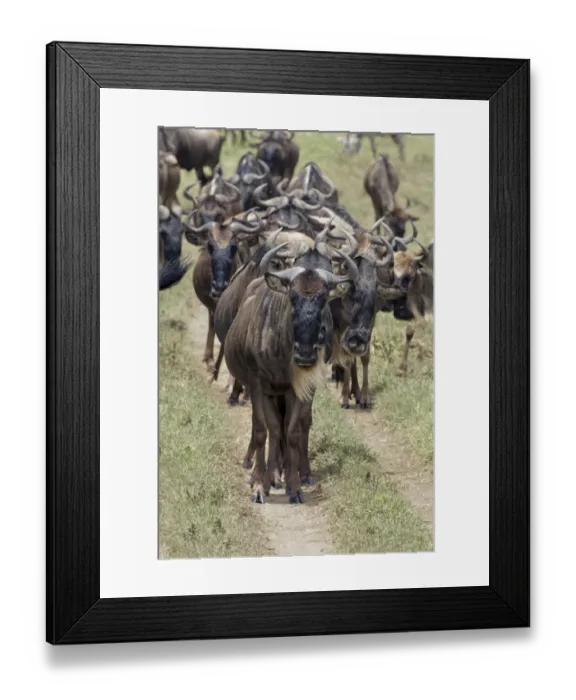 Framed Print : Huge wildebeest herd during migration, Serengeti National Park, Tanzania, Africa Framed Print : Huge wildebeest herd during migration, Serengeti National Park, Tanzania, Africa