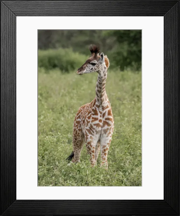 Framed Print : Baby Masai giraffe, Serengeti National Park, Tanzania, Africa