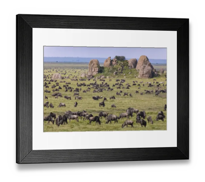 Framed Print : Huge wildebeest herd during migration, Serengeti National Park, Tanzania, Africa