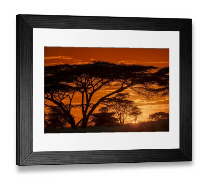 Framed Print : Acacia trees silhouetted at sunset, Serengeti National Park, Tanzania, Africa Framed Print : Acacia trees silhouetted at sunset, Serengeti National Park, Tanzania, Africa