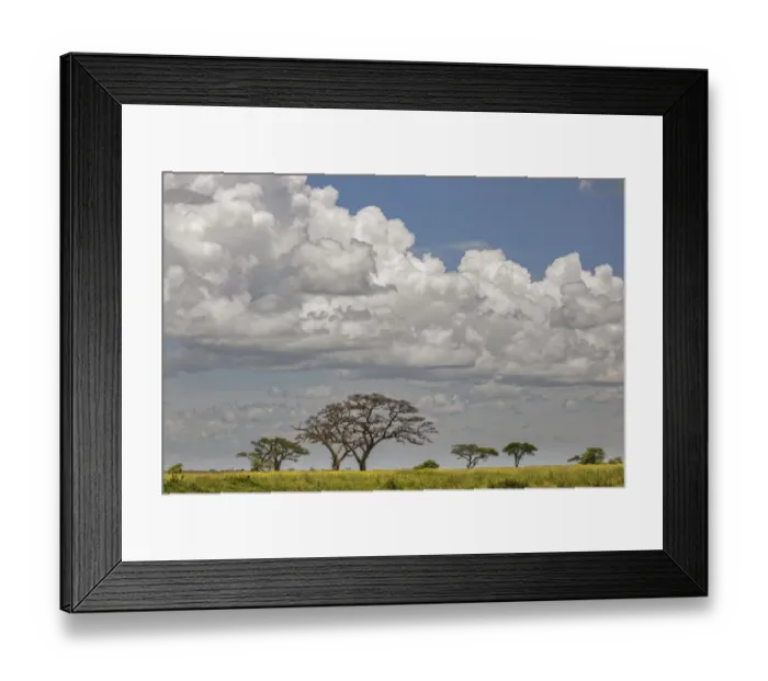 Framed Print : Scattered acacia Trees and distant clouds, Serengeti National Park, Tanzania, Africa Framed Print : Scattered acacia Trees and distant clouds, Serengeti National Park, Tanzania, Africa