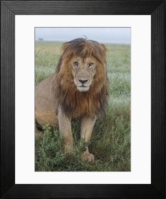 Framed Print : Adult black maned lion, Serengeti National Park, Tanzania, leo