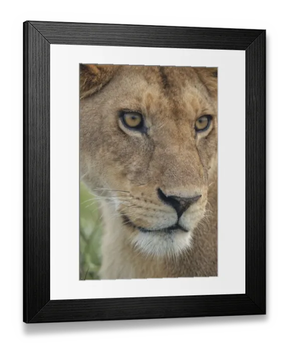 Framed Print : Adult female lioness, Serengeti National Park, Tanzania, leo Framed Print : Adult female lioness, Serengeti National Park, Tanzania, leo