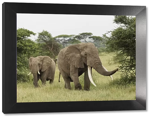 Large African bull elephant, Serengeti National Park, Tanzania, Africa