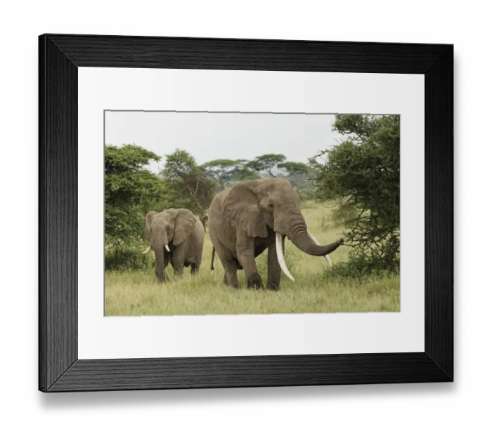 Framed Print : Large African bull elephant, Serengeti National Park, Tanzania, Africa Framed Print : Large African bull elephant, Serengeti National Park, Tanzania, Africa