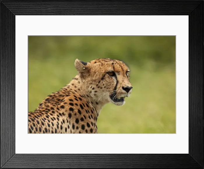 Framed Print : Cheetah (Acinonyx jubatus ), Kruger National Park, South Africa Framed Print : Cheetah (Acinonyx jubatus ), Kruger National Park, South Africa