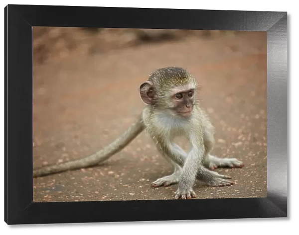 Vervet Monkey infant (Chlorocebus pygerythrus), Kruger National Park, South Africa
