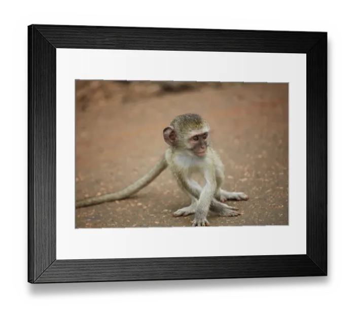 Framed Print : Vervet Monkey infant (Chlorocebus pygerythrus), Kruger National Park, South Africa Framed Print : Vervet Monkey infant (Chlorocebus pygerythrus), Kruger National Park, South Africa
