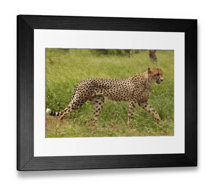 Framed Print : Cheetah (Acinonyx jubatus ), Kruger National Park, South Africa Framed Print : Cheetah (Acinonyx jubatus ), Kruger National Park, South Africa