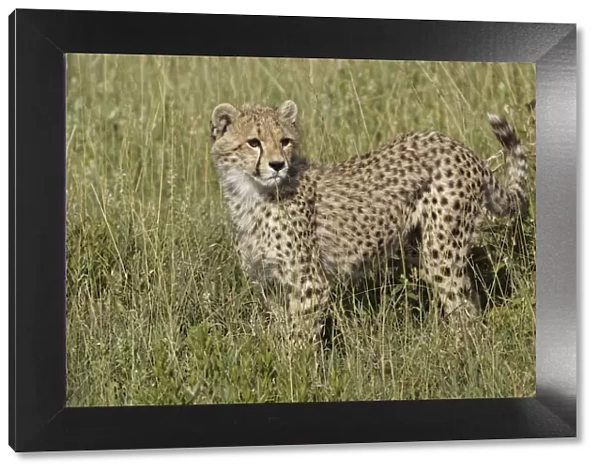 Cheetah, Serengeti National Park, Tanzania, Africa