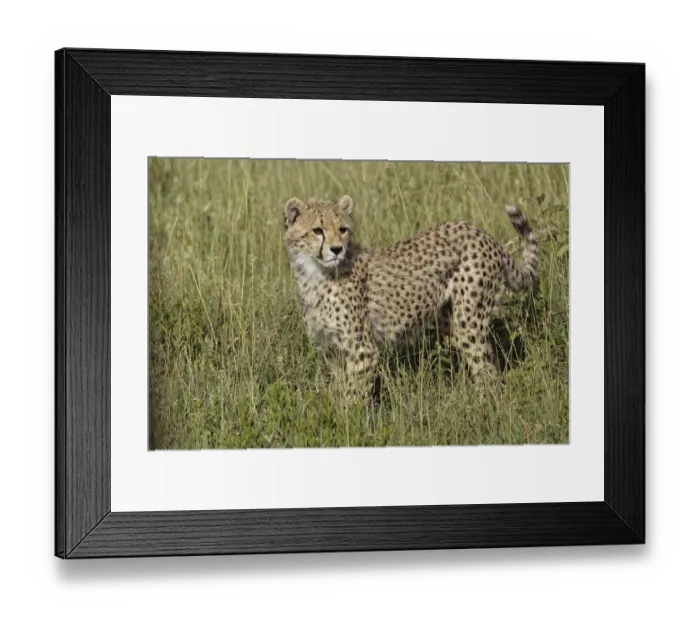 Framed Print : Cheetah, Serengeti National Park, Tanzania, Africa Framed Print : Cheetah, Serengeti National Park, Tanzania, Africa