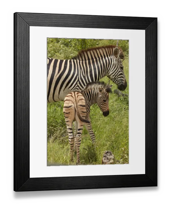 Framed Print : Burchells zebra mother and foal (Equus quagga burchellii), Kruger National Park Framed Print : Burchells zebra mother and foal (Equus quagga burchellii), Kruger National Park