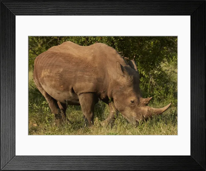 Framed Print : Southern white rhinoceros (Ceratotherium simum simum), Kruger National Park, South Africa