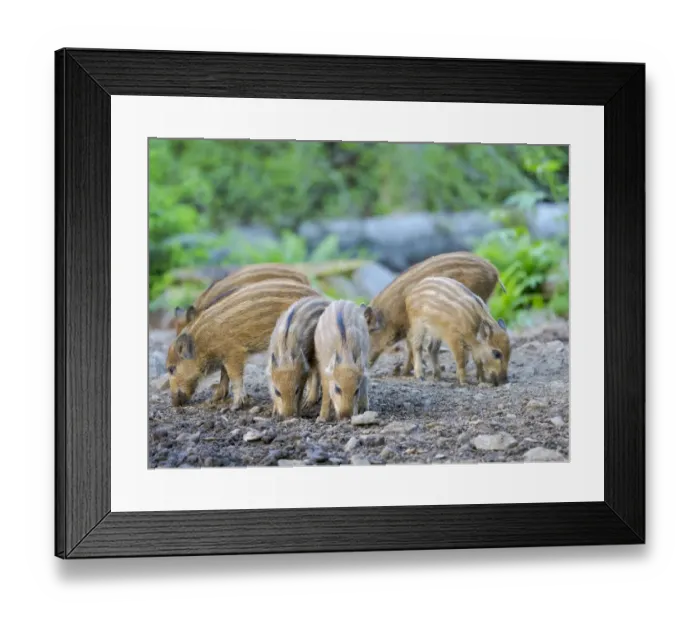 Framed Print : Young boar, piglet. Wild Boar (Sus scrofa) in Forest. National Park Bavarian Forest