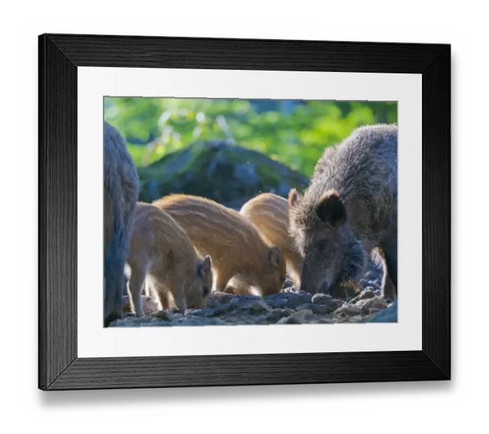 Framed Print : Young boar, piglet. Wild Boar (Sus scrofa) in Forest. National Park Bavarian Forest Framed Print : Young boar, piglet. Wild Boar (Sus scrofa) in Forest. National Park Bavarian Forest