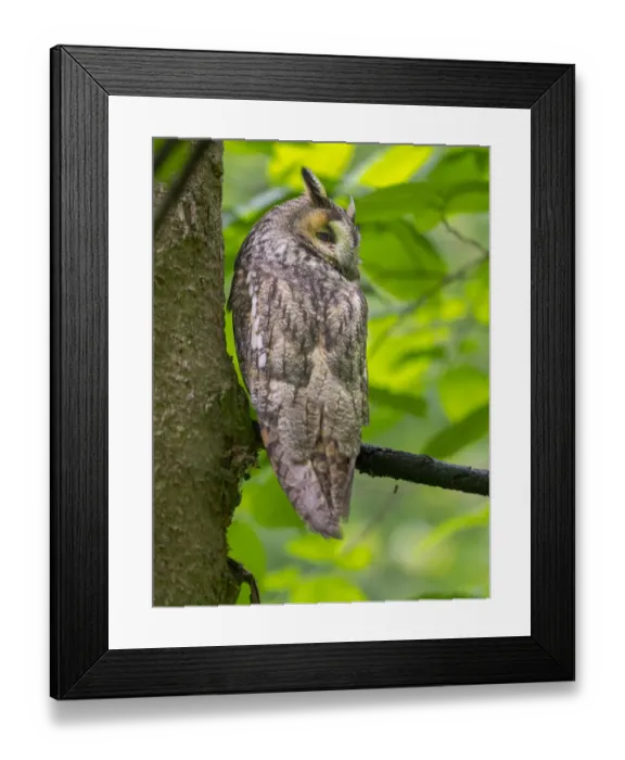 Framed Print : Long-eared owl (Asio otus). National Park Bavarian Forest, enclosure
