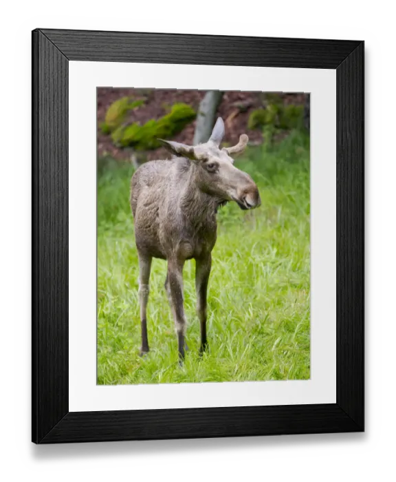 Framed Print : Elk also called Moose in North America (Alces alces). National Park Bavarian Forest Framed Print : Elk also called Moose in North America (Alces alces). National Park Bavarian Forest