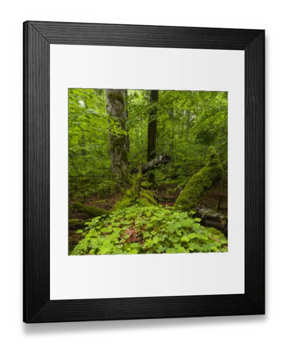 Framed Print : Primeval forest in the National Park Bavarian Forest (Bayerischer Wald) Framed Print : Primeval forest in the National Park Bavarian Forest (Bayerischer Wald)