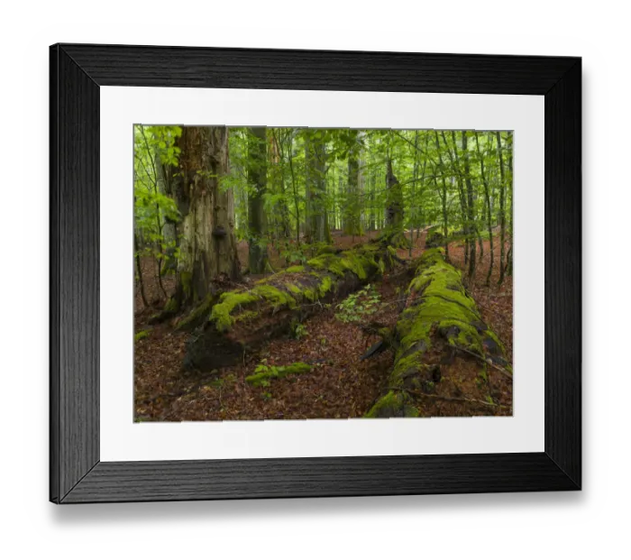 Framed Print : Primeval forest in the National Park Bavarian Forest (Bayerischer Wald) Framed Print : Primeval forest in the National Park Bavarian Forest (Bayerischer Wald)